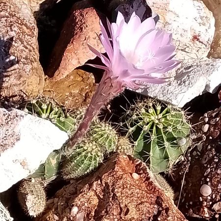 Lavender Cottage - At Home In Lightning Ridge Εξωτερικό φωτογραφία