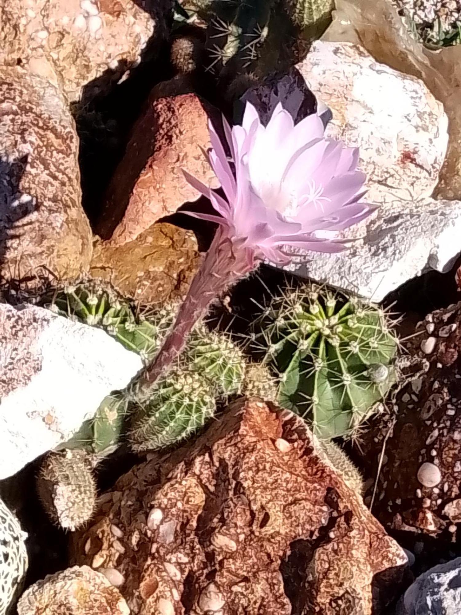 Lavender Cottage - At Home In Lightning Ridge Εξωτερικό φωτογραφία